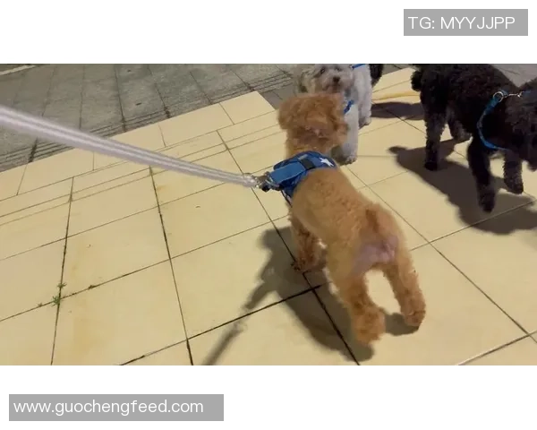 足球场上球星与宠物狗的温馨时刻：他们是如何与爱犬一同征战绿茵的